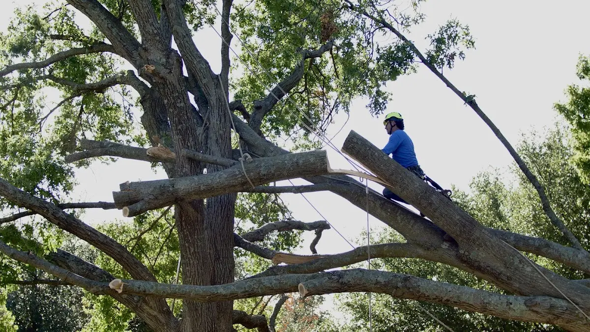 Professional Crown Thinning performed by certified arborists in Page