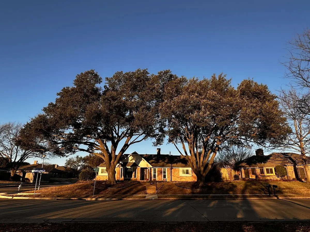 Established residential canopy tree shading a home in Page